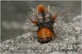 53_nut-tree_tussock