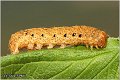 63_broad-bordered_yellow_underwing