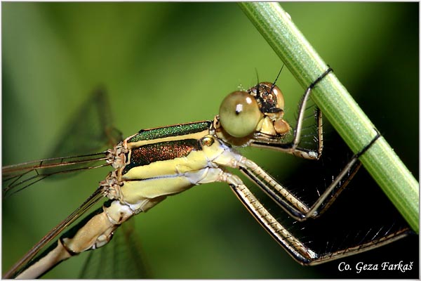 01_southern_emerald_damselfly.jpg - Southern Emerald Damselfly, Lestes barbarus