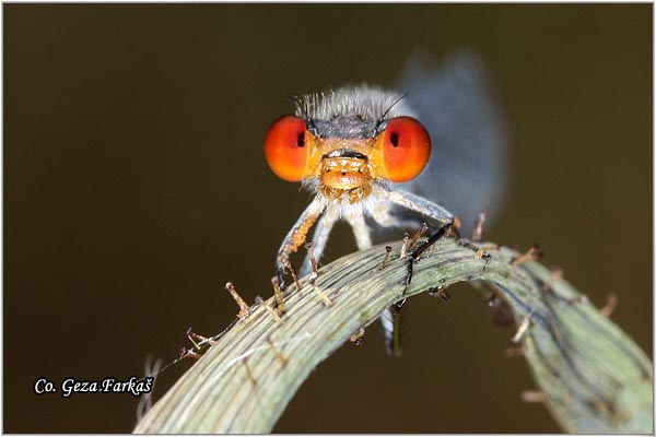 04_small_red-eyed_damselfly.jpg - Small Red-eyed damselfly, Erythromma viridulum, Location - Mesto: Jegricka river, Serbia