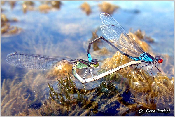 05_small_red-eyed_damselfly.jpg - Small Red-eyed damselfly, Erythromma viridulum