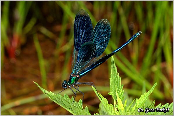 09_banded_demoiselle.jpg - Banded demoiselle male,  Calopteryx splendens