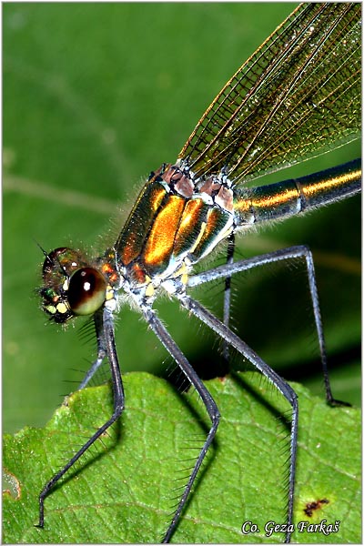 10_banded_demoiselle.jpg - Banded demoiselle female,  Calopteryx splendens