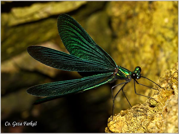 12_beautiful_demoiselle.jpg - Beautiful Demoiselle, Calopteryx virgo, Mesto - Location Skhiatos, Greece