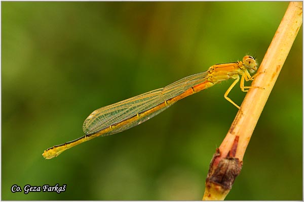 15_scarce_blue-tailed_damselfly.jpg - Scarce Blue-tailed Damselfly, Ischnura pumilio,  Mesto - Location: Susek, Vojvodina,  Serbia