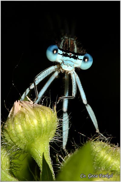 20_white-legged_damselfly.jpg - White-legged Damselfly, Platycnemis pennipes, Location - Mesto: Novi Sad, Serbia