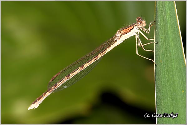 25_common_winter_damsel.jpg - Common Winter Damsel, Sympecma fusca