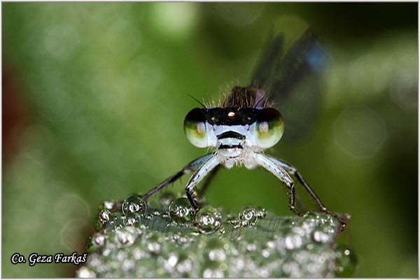 27_azure_damselfly.jpg - Azure Damselfly, Coenagrion puella, Mesto - Location Fruka Gora Serbia