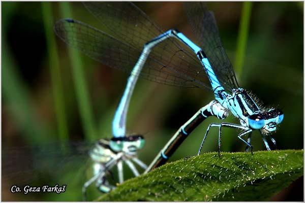 28_azure_damselfly.jpg - Azure Damselfly, Coenagrion puella, Mesto - Location Fruka Gora Serbia