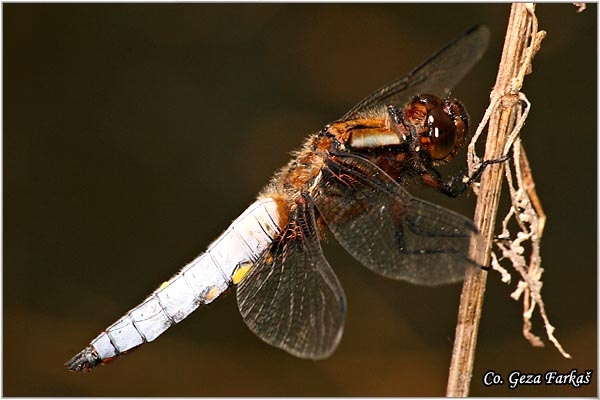 30_broad-bodied_chase.jpg - Broad-bodied Chaser male, Libellula depressa