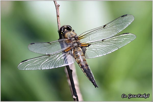 32_four_spotted_chaser.jpg - Four-spotted Chaser, Libellula quadrimaculata, Location - Mesto Velike bare, Bosnia and Herzegovina