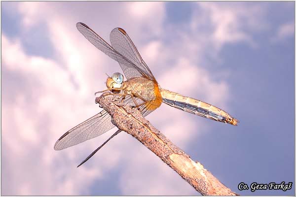 34_scarlet_darter.jpg - Scarlet darter female, Crocothemis erythraea, Location - Mesto: Novi Sad, Serbia