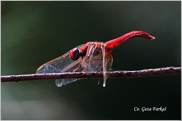 35_scarlet_darter.jpg - Scarlet darter male, Crocothemis erythraea, Location - Mesto: Novi Sad, Serbia