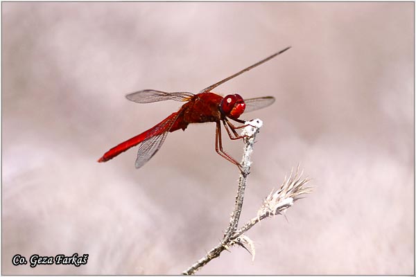 36_scarlet_darter.jpg - Scarlet darter male, Crocothemis erythraea, Location - Mesto: Skhiatos, Grece