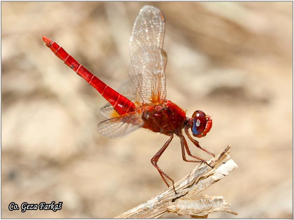 37_scarlet_darter.jpg - Scarlet darter male, Crocothemis erythraea, Location - Mesto: Skhiatos, Grece