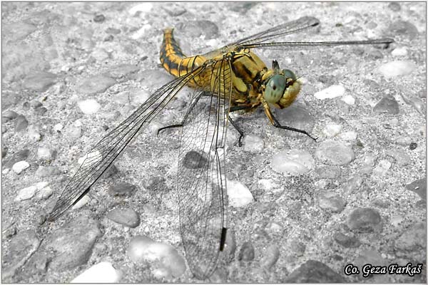 38_black_tailed_skimmer.jpg - Black-tailed Skimmer female, Orthetrum cancellatum