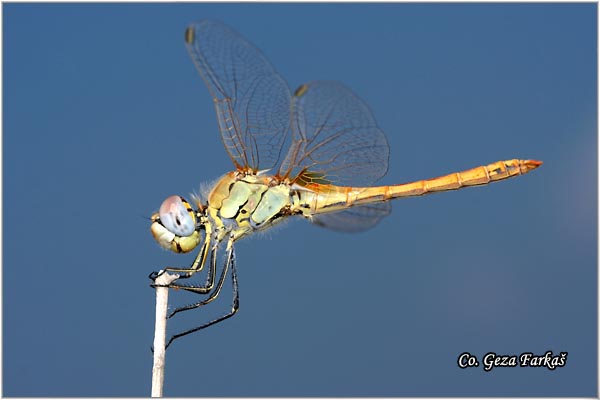 40_red-veined_darter.jpg - Red-veined Darter, Sympetrum fonscolombei, Location - Mesto Olu deniz - Fethiye, Turkey