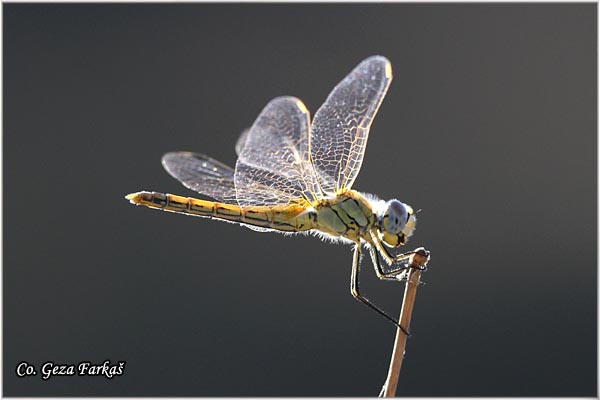 42_red-veined_darter.jpg - Red-veined Darter, Sympetrum fonscolombei, Location - Mesto Skhiatos, Greece