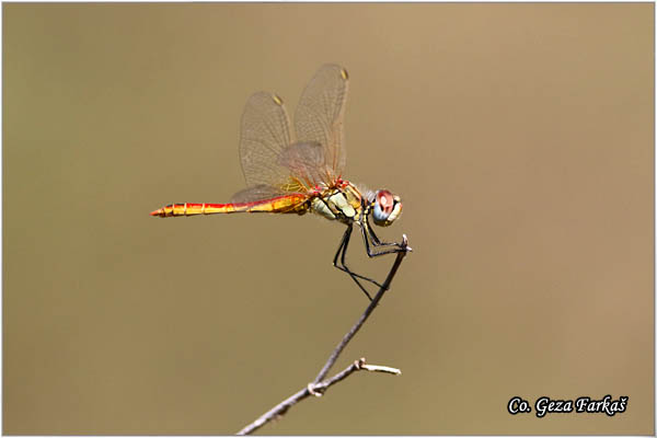 43_red-veined_darter.jpg - Red-veined Darter, Sympetrum fonscolombei, Location - Mesto Skhiatos, Greece