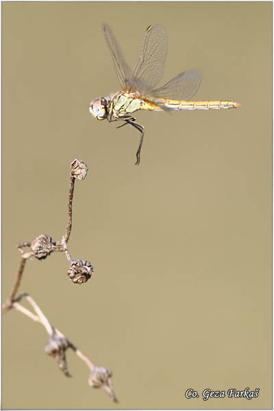 44_red-veined_darter.jpg - Red-veined Darter, Sympetrum fonscolombei, Location - Mesto Skhiatos, Greece
