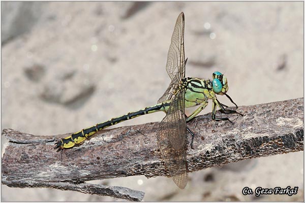 45_river_clubtail.jpg - River Clubtail, Gomphus flavipes, Location - Mesto Novi Sad, Serbia