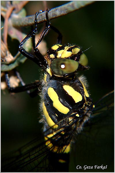 47_sombre_goldenring.jpg - Sombre goldenring, Cordulegaster bidentata, Location - mesto: Herzeg Novi, Montenegro