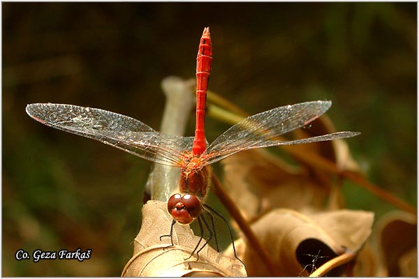 50_ruddy_darter.jpg - Ruddy Darter male, Sympetrum sanguineum