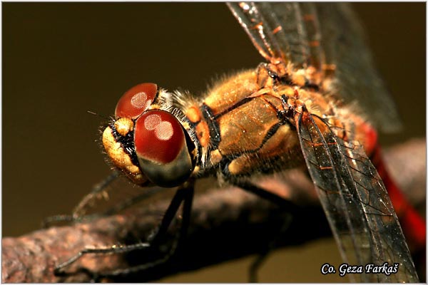 51_ruddy_darter.jpg - Ruddy Darter male, Sympetrum sanguineum