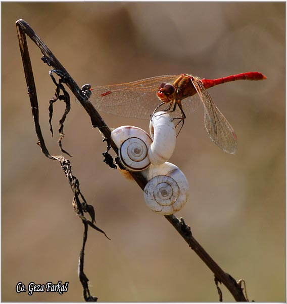 52_ruddy_darter.jpg - Ruddy Darter male, Sympetrum sanguineum, Location - Mesto: Novi Sad, Serbia