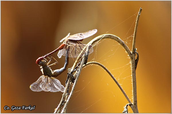 54_southern_darter.jpg - Southern Darter, Sympetrum meridionale, Location - Mesto: Skhiatos, Grece