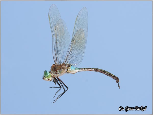 60_lesser_emperor.jpg - Anax parthenope, Lesser Emperor, Mesto - Location: Oludeniz, Turkey