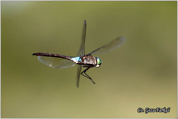 61_lesser_emperor.jpg - Lesser Emperor, Anax parthenope, Location - Mesto Skhiatos, Greece