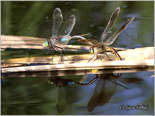 62_lesser_emperor.jpg - Lesser Emperor, Anax parthenope, Location - Mesto Skhiatos, Greece