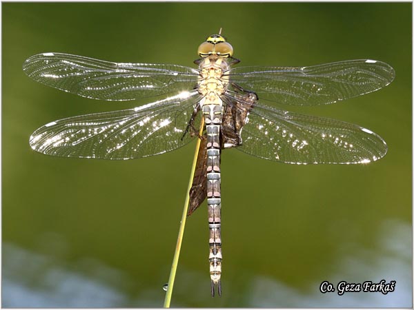 63_blue_darner.jpg - Blue Darner, Aeshna cyanea, Location: Zelengora, Bosnia nad Herzegovina