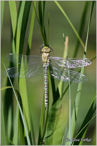 64_blue_darner.jpg - Blue Darner, Aeshna cyanea, Location: Zelengora, Bosnia nad Herzegovina