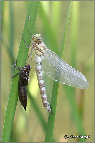 65_blue_darner.jpg - Blue Darner, Aeshna cyanea, Location: Zelengora, Bosnia nad Herzegovina