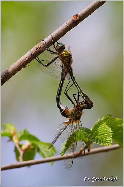 66_downy_emerald.jpg - Downy Emerald, Cordulia aenea, Location-mesto: Jegricka river, Serbia