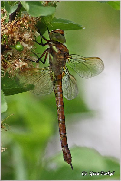 68_norfolk_hawker.jpg - Norfolk hawker, Aeshna isosceles, Location-mesto: Jegricka river, Serbia