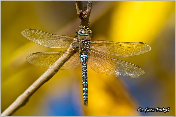 72_migrant_hawker.jpg - Migrant Hawker, Aeshna mixta,  Location - Mesto: Slano kopovo, Serbia