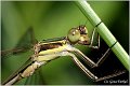 01_southern_emerald_damselfly