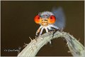 04_small_red-eyed_damselfly