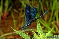 09_banded_demoiselle