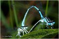 28_azure_damselfly