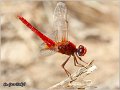 37_scarlet_darter