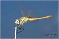 40_red-veined_darter