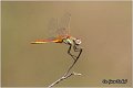 43_red-veined_darter