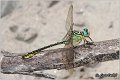 45_river_clubtail