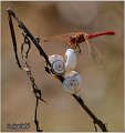 52_ruddy_darter