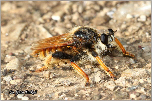 007_bumblebee_robberfly.jpg - Bumblebee Robberfly, Laphria flava, Mesto - Location: Skopelos, Greece