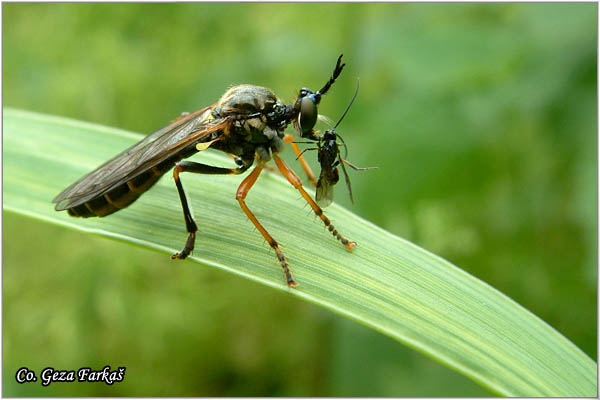010_stripe-legged_robberfly.jpg - Stripe-legged Robberfly, Dioctria rufipes, Grabljiva muva, Mesto - Location: Petrovaradin Serbia